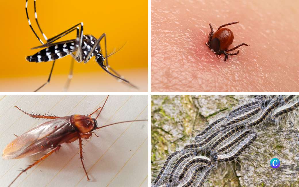 Kakkerlakken, teken, ratten, muggen en ander ongedierte zijn blij met droogte en warm weer in Spanje