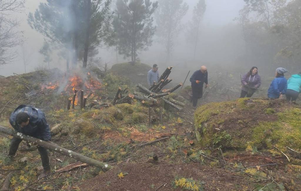 Anti-Eucalyptus brigades ruimen invasieve plantensoorten op in Galicië