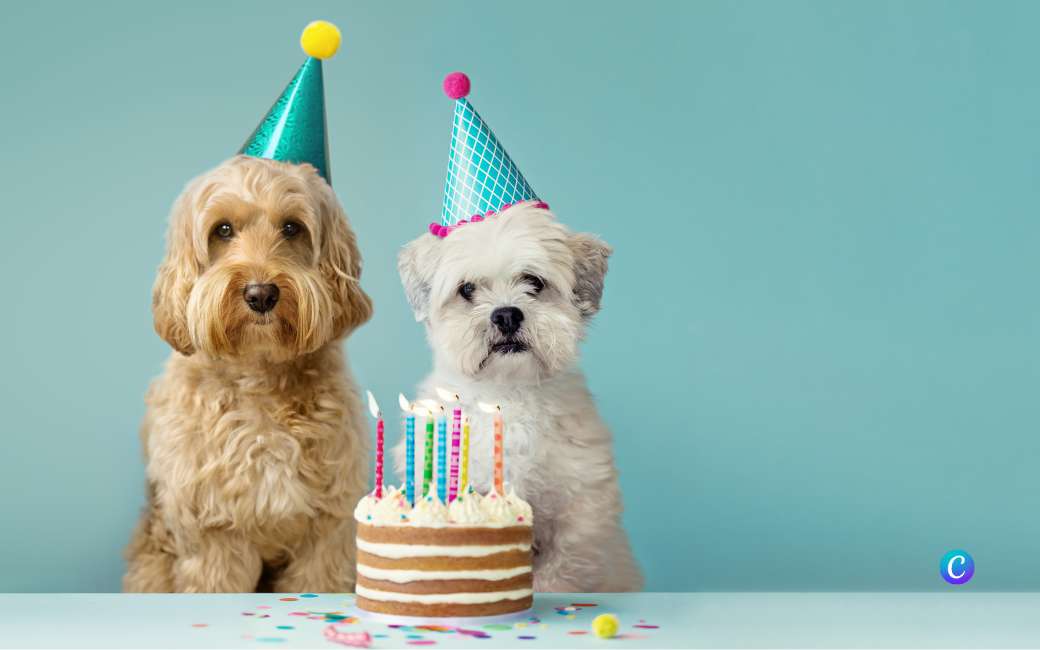 Verjaardagsfeestje voor je hond? Dat kan in Jerez de la Frontera