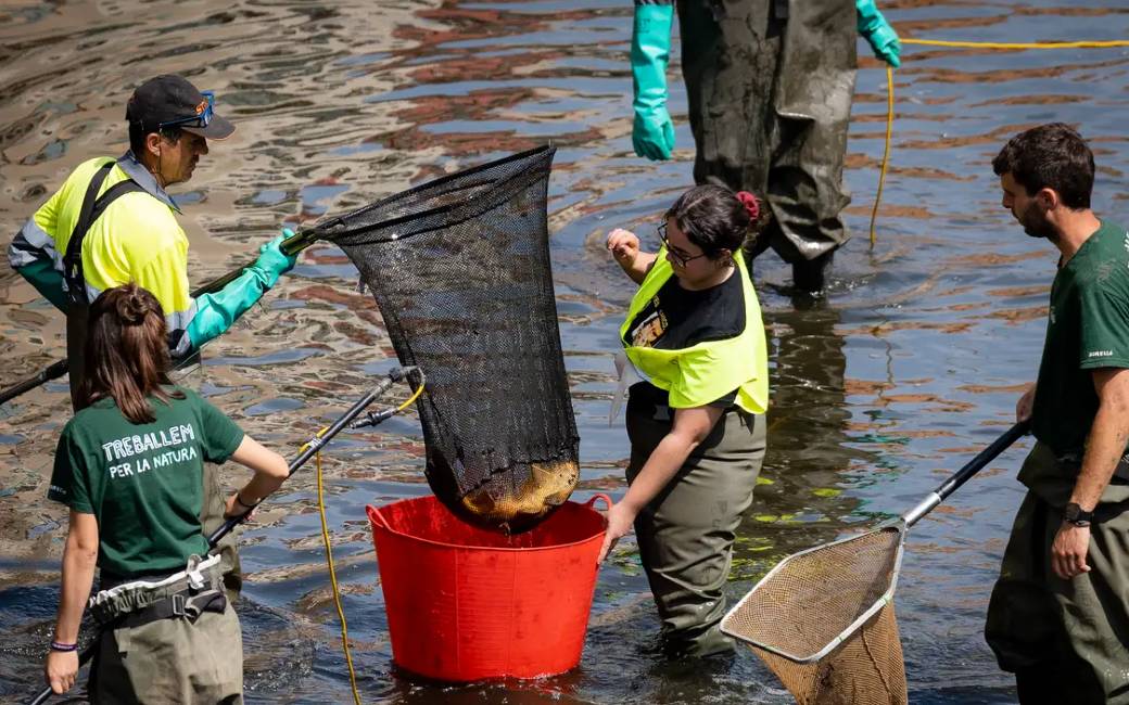 Vissen worden vanwege droogte met elektrische schokken uit rivieren gehaald in Girona