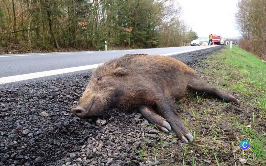 Dit dier veroorzaakt de meeste ongelukken op de Spaanse wegen