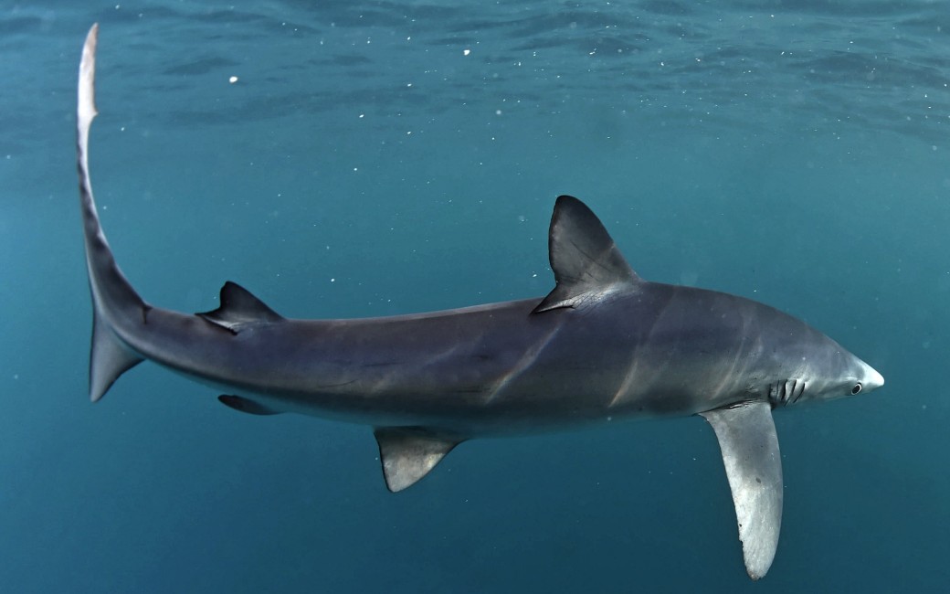 Haai van tweeënhalve meter zwemt tot aan een strand aan de Costa Dorada