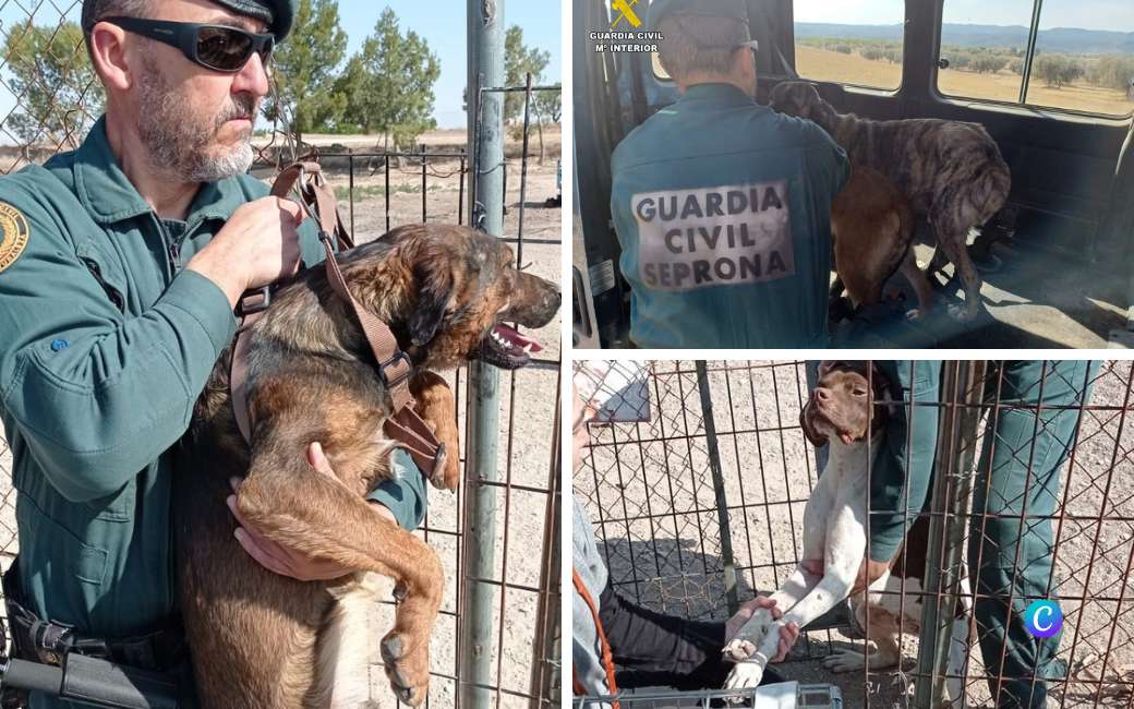 Politie vindt bij boerderij in Teruel 120 verwaarloosde honden zonder water of eten