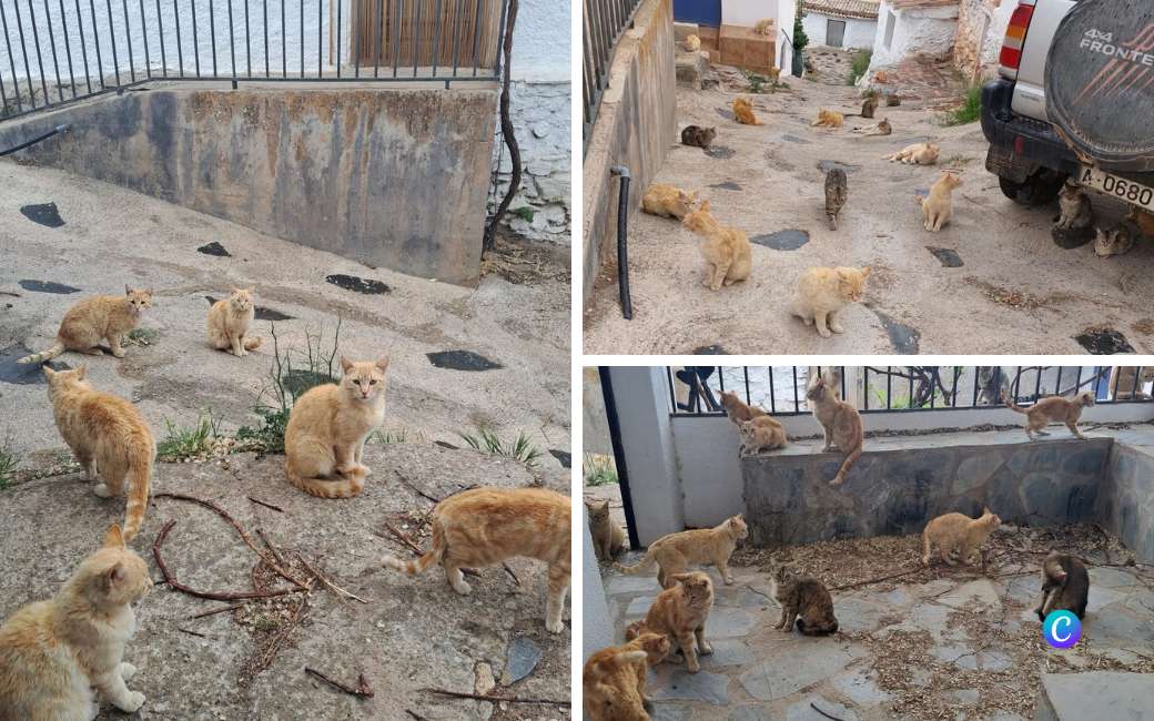 In dit dorp in Granada met 70 katten en 12 mensen hebben ze hulp nodig