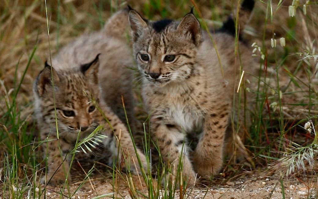Maximaal aantal van 1.668 Iberische Lynxen in Spanje en Portugal