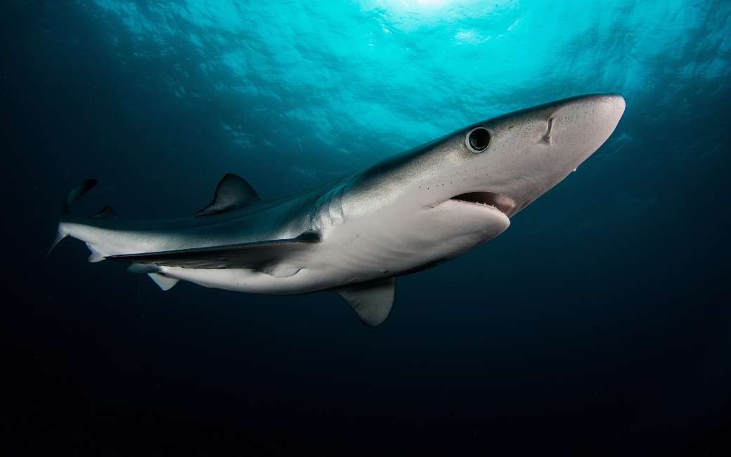 Waarom komen de haaien zo dicht bij de Spaanse kust?