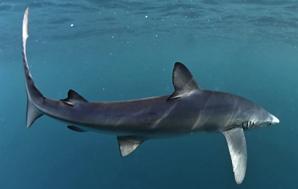 Haai van twee meter zorgt voor ontruiming zee bij strand in Orihuela-Costa