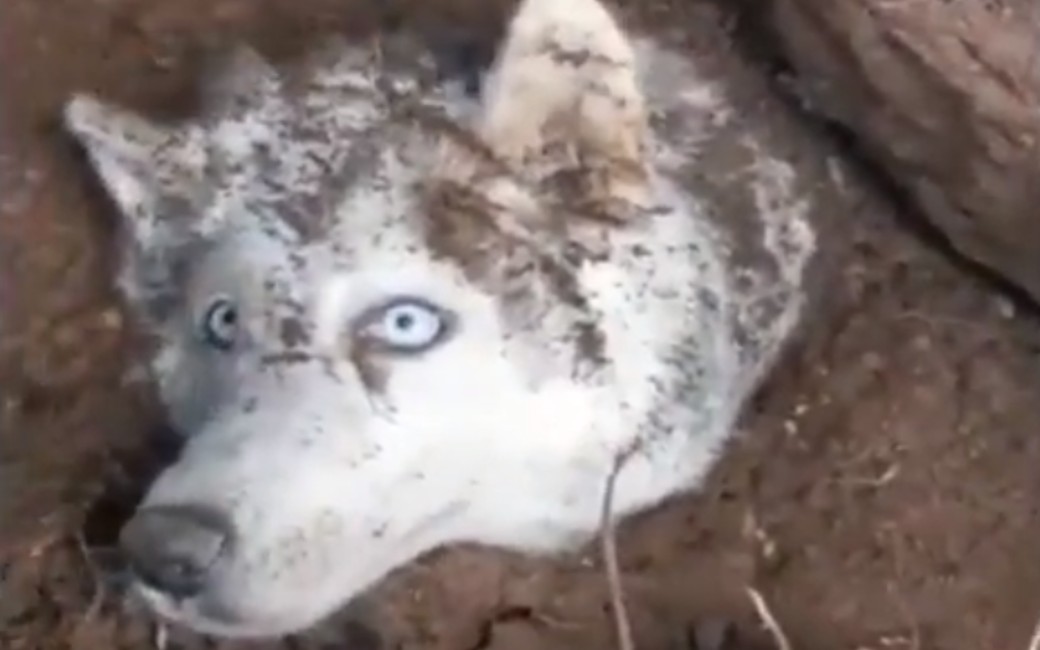 De redding van de hond Clau die vastzat in een ingestorte greppel in Barcelona