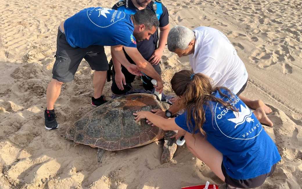 Een zeeschildpad legt 62 eieren op toeristisch Playa Norte strand in Gandia