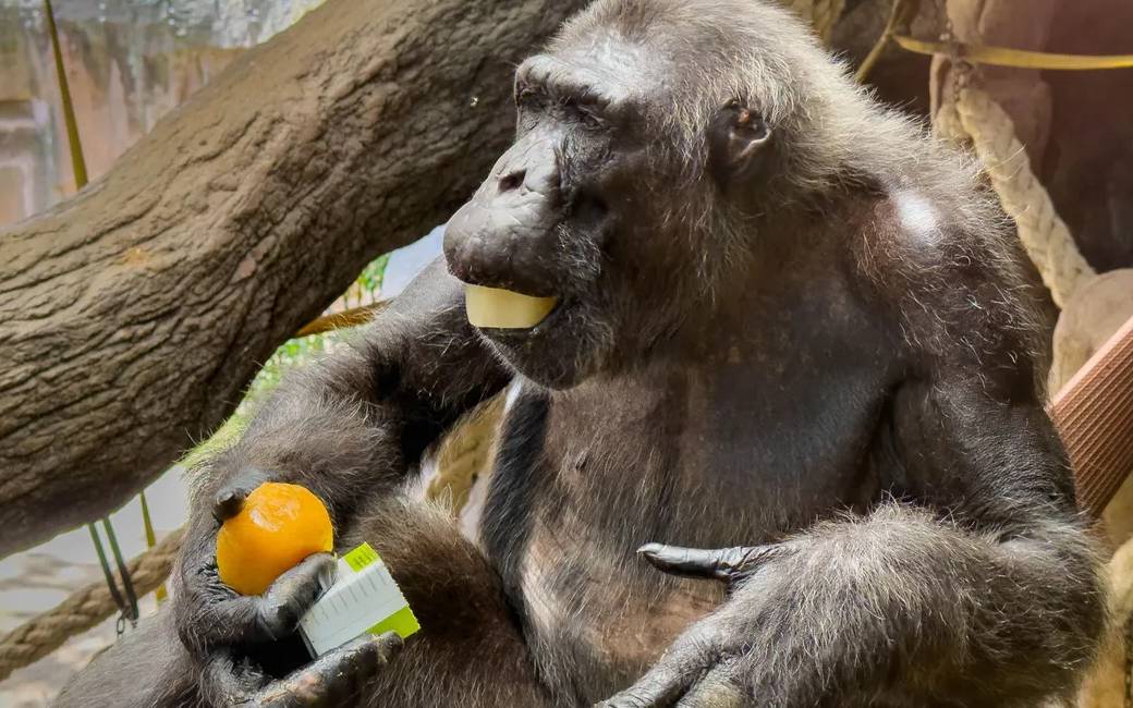 IJsjes voor de apen en meer maatregelen in de dierentuin in Barcelona voor de hitte