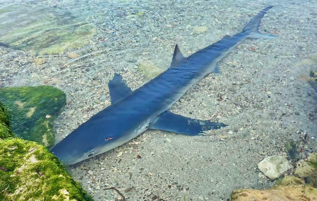 Waarom komen haaien soms zo dicht bij de Spaanse kust?