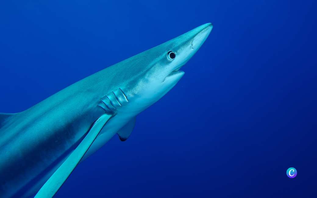 Onderzoekers kijken hoe ze de haaienpopulatie in de Middellandse Zee weer op peil kunnen brengen