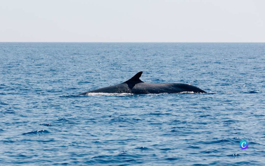 Gigantische vis jaagt strandgangers stuipen op het lijf