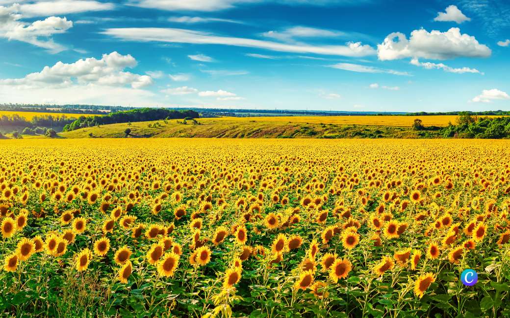 Meer zonnebloemen verwacht in Spanje en wereldwijd