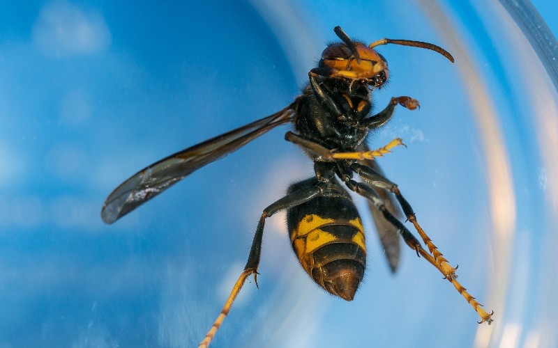 Man in Galicië overleden na steken van Aziatische hoornaars