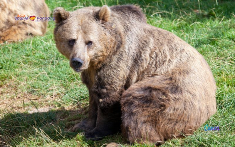 Twee bruine beren sterven na aanrijding in Castilië en León