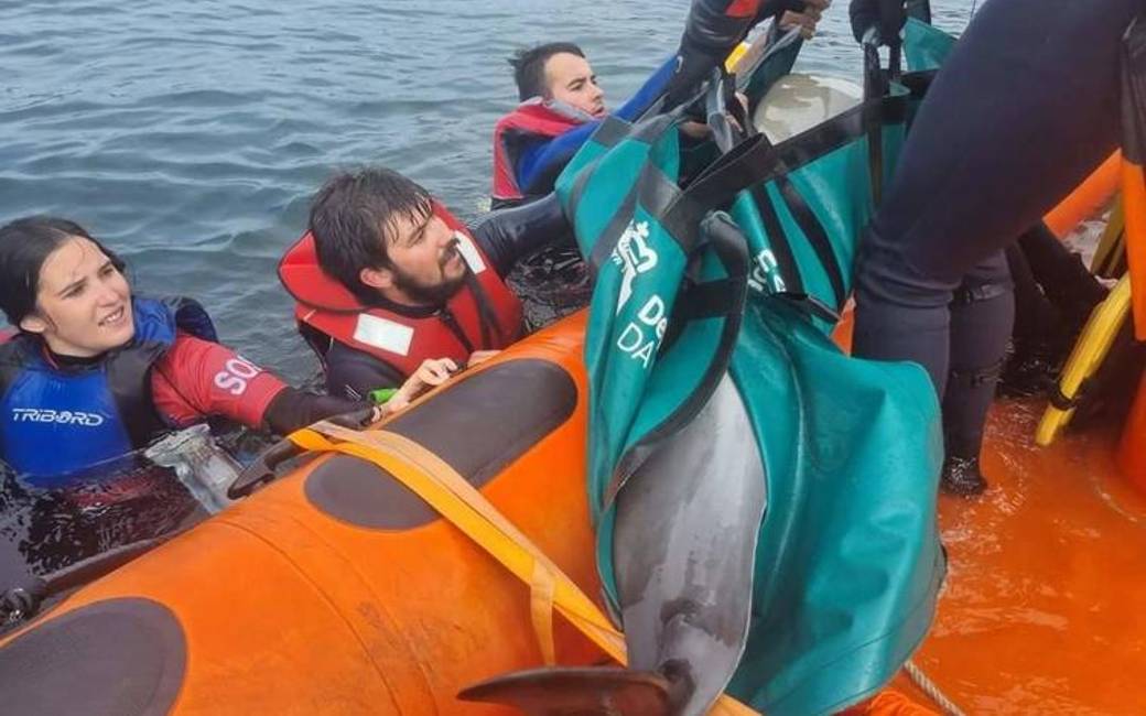 Vijftien gestrande dolfijnen gered uit rivier inham Ría de Ferrol