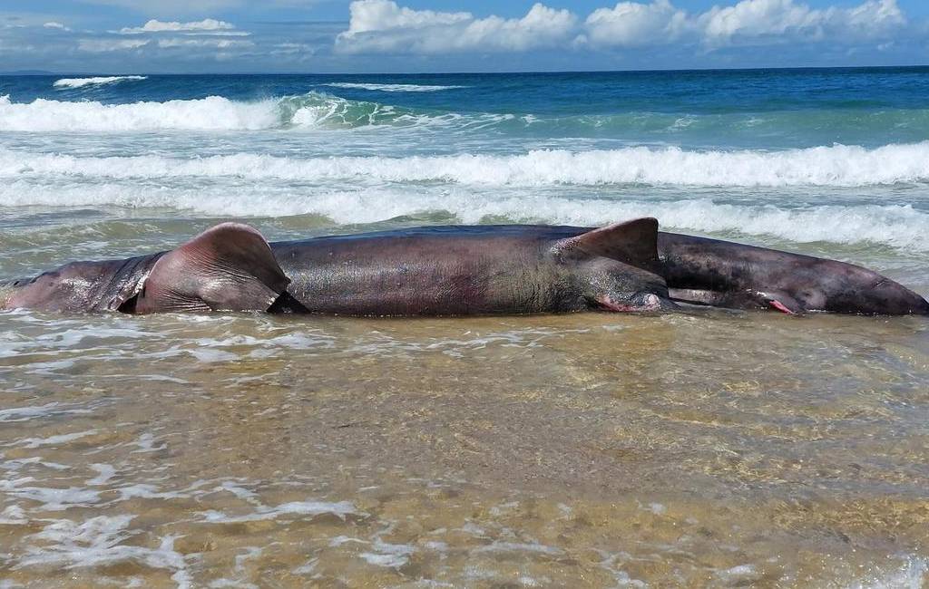 Zes meter lange zeldzame haai aangespoeld op een strand in Spanje