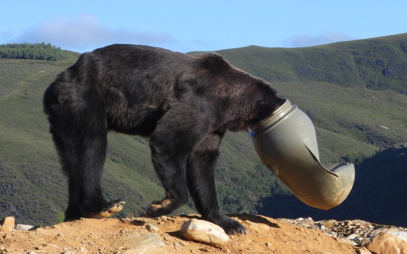 Bruine beer die met zijn kop vast zat in een ton is bevrijdt in León
