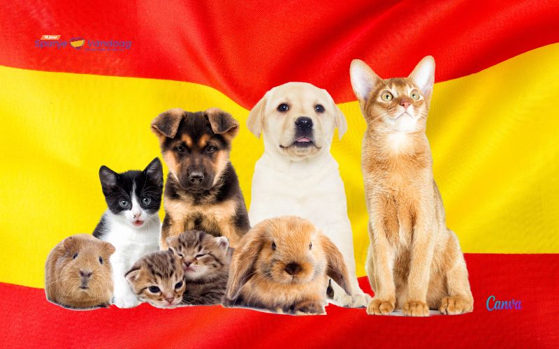 Dit zijn de meest voorkomende huisdieren in Spanje