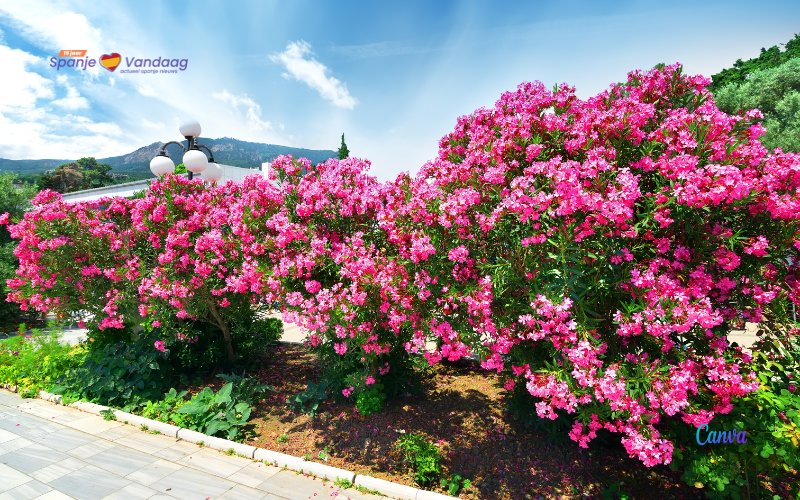 Waarom giftige oleanders de Spaanse snelwegen sieren