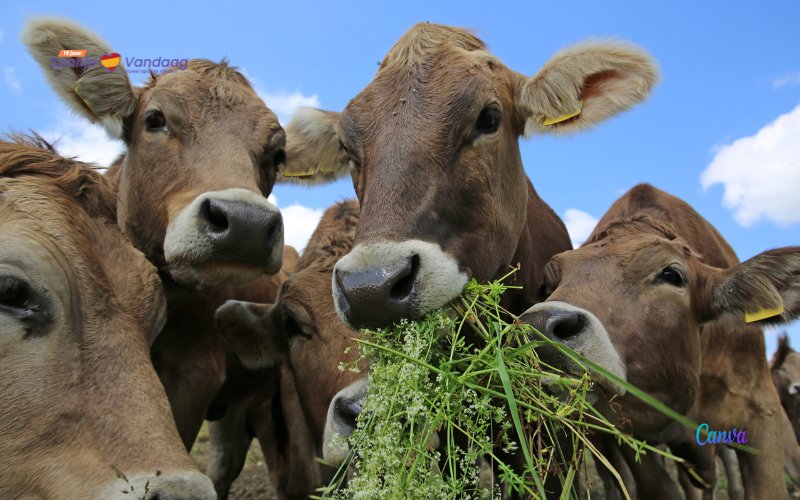 Spaanse veehouders maken zich zorgen om de oprukkende koeien-Covid