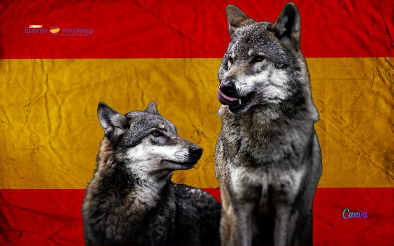 Het aantal wolven in Spanje is in bijna tien jaar tijd met een kwart gestegen
