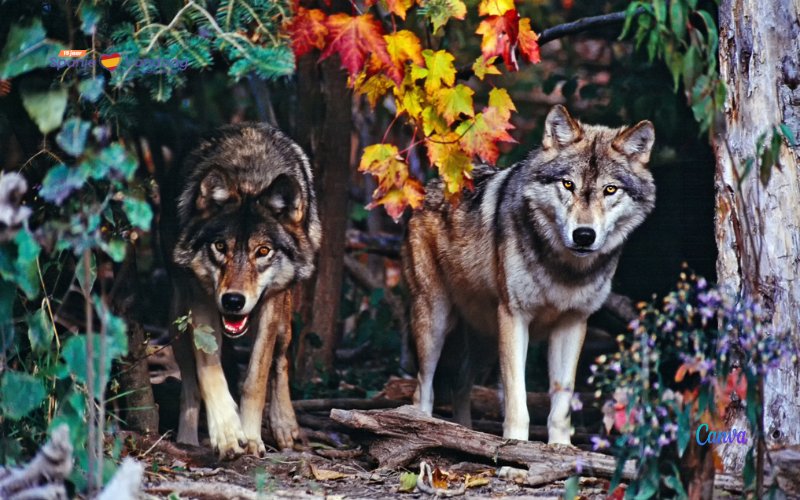 Het eerste en enige koppel van een Spaanse en Italiaanse wolf leeft in Aragón