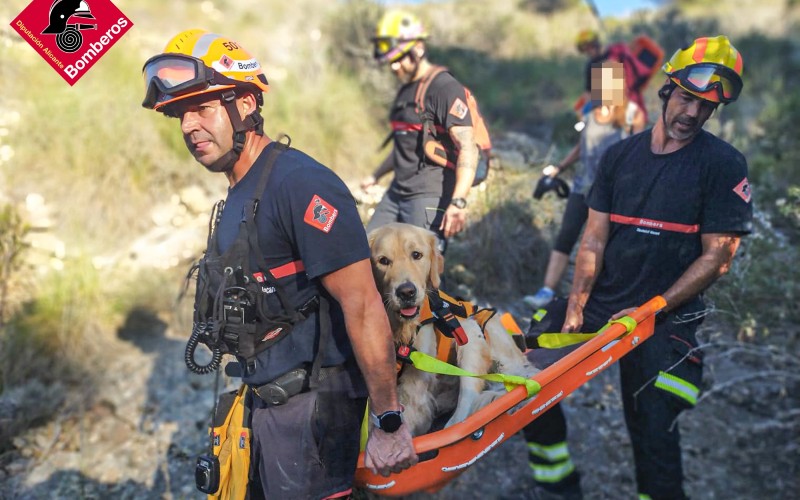 Vermoeide Golden Retriever hond gered in de Serra Gelada in Benidorm