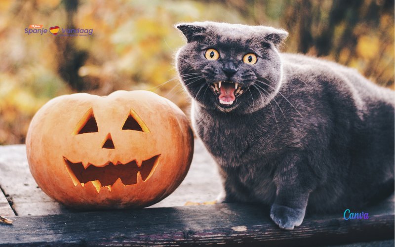 Adopties van zwarte katten niet toegestaan rond Halloween in Spanje