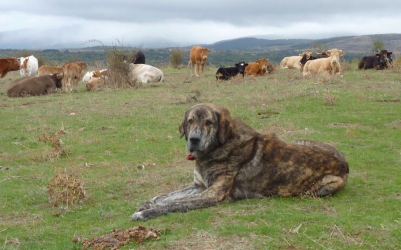 Hoe gedraag je je als je een kudde vee bewaakt door honden kruist?