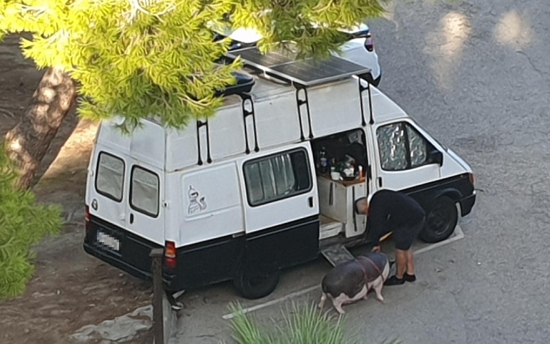 Man laat varken in kampeerauto wonen op Mallorca