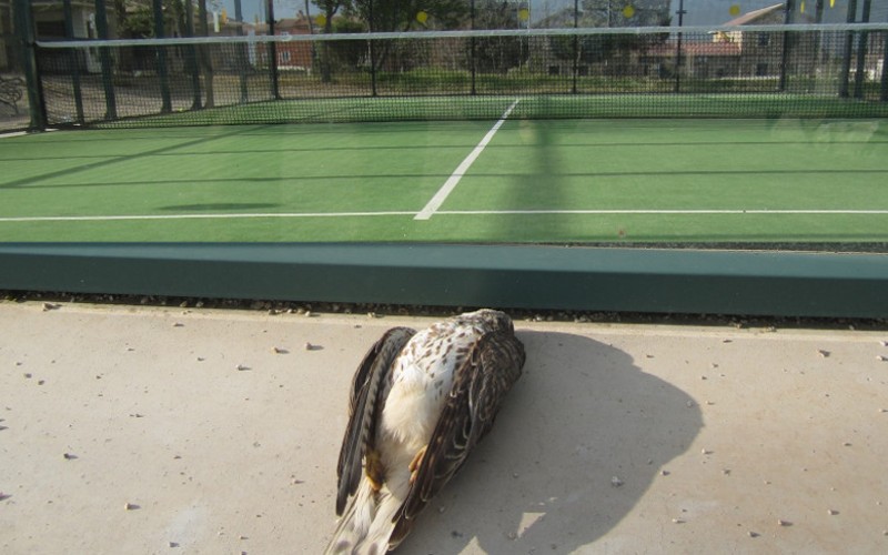 Onderzoek naar dierenmishandeling en glazen wanden bij padelbanen in Spanje