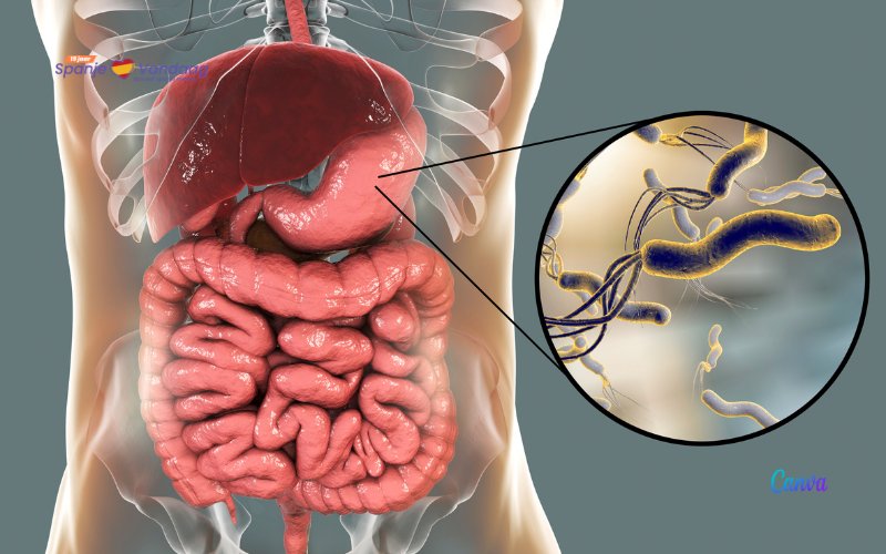 De bacterie 'Helicobacter Pylori' die in de mode is en in de helft van de bevolking huist