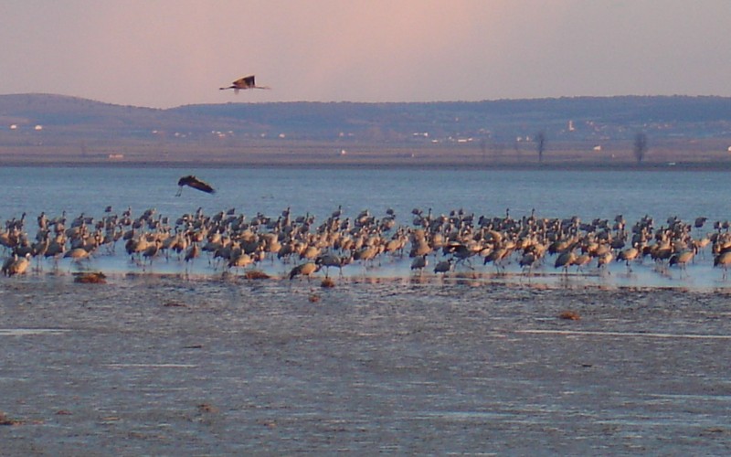 Waar zijn de duizenden kraanvogels die in de lagune van Gallocanta zouden moeten zijn?