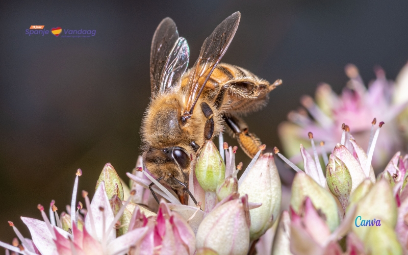 Een nieuw project om 47 miljoen Iberische bijen te herintroduceren in Spanje
