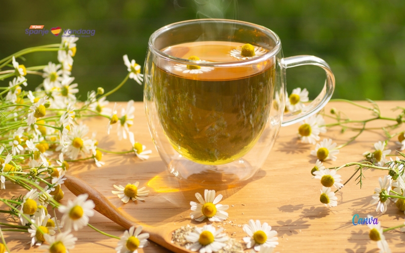 The Best Herbal Teas for Digestion and Stomach Problems in Spain: Chamomile, Mint Pennyroyal, and Oregano Tea Recipe