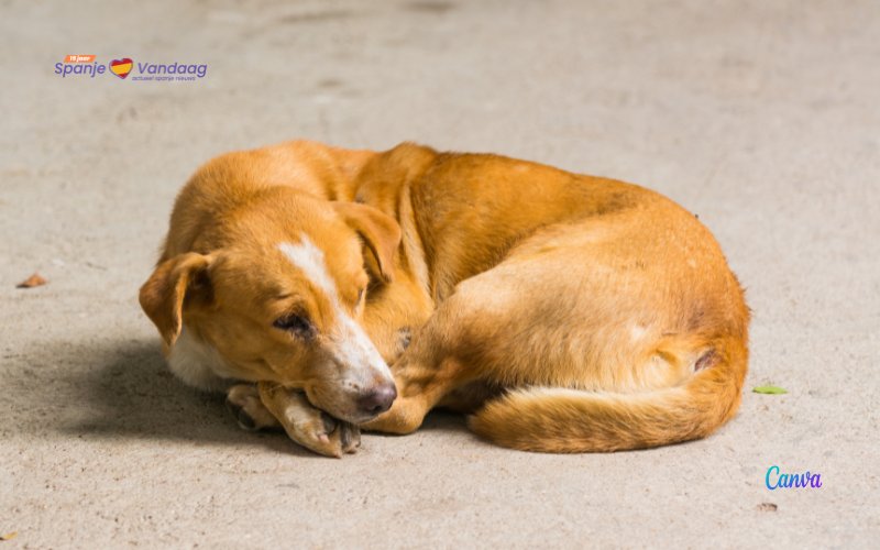 Wat moet je doen als je een hond vindt die is achtergelaten in Spanje?