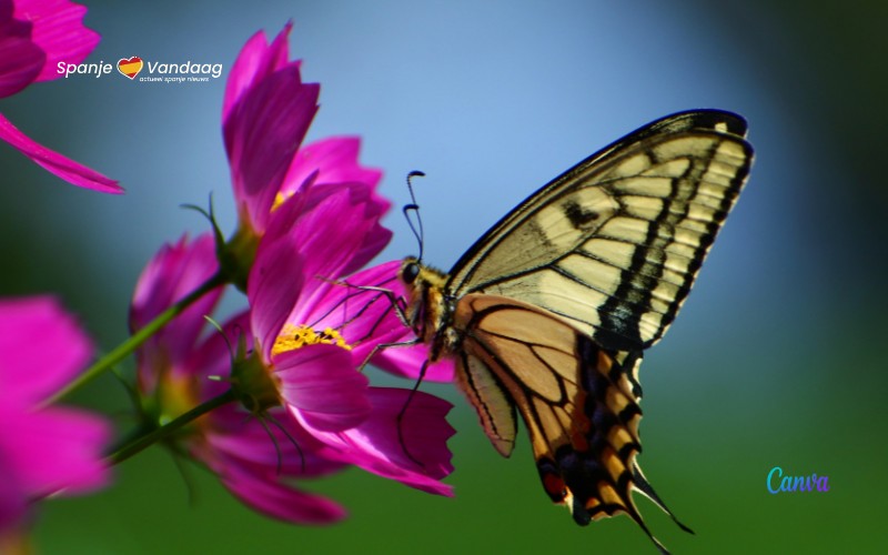 Hitte en droogte zorgen voor uitstervingsrisico bij vlindersoorten in Spanje