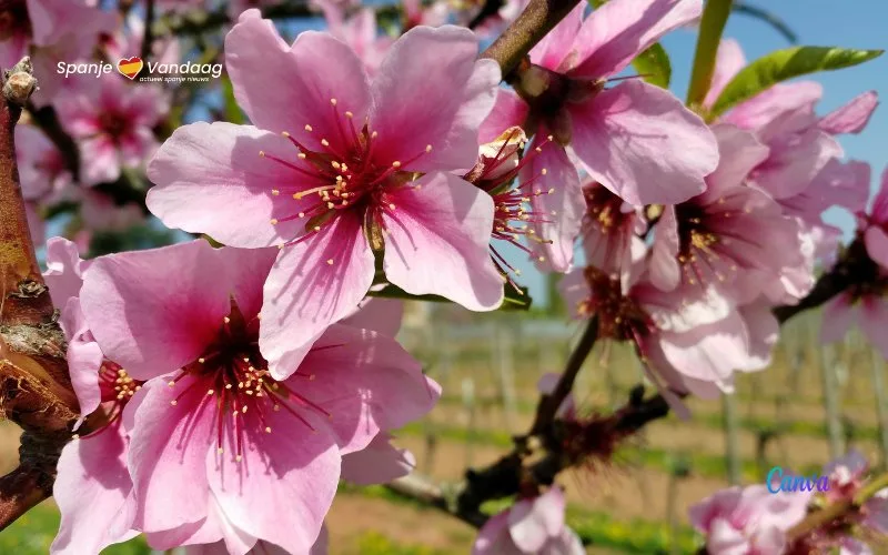 De vroege lente in Spanje verstoort de natuurlijke cyclus van bloemen, planten en dieren