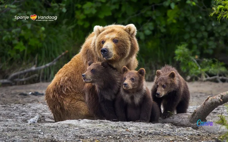 Meer dan 400 bruine beren in Spanje maar die zorgen niet overal voor overlast