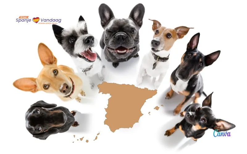 Waar leven de meeste honden in Spanje?