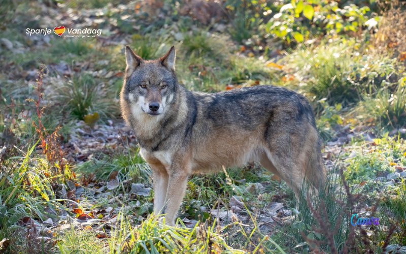 Een reizende wolf legt 1.240 kilometer af van Duitsland naar de Catalaanse Pyreneeën