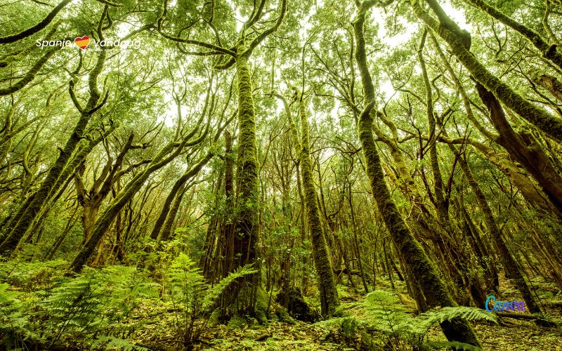 Overzicht van de grootste bossen in Spanje om de Internationale Dag van het Bos te vieren