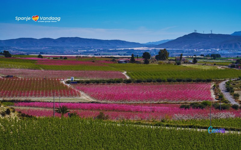 Het bloeiende perzikbomen feest ‘Floración de Cieza’ in Murcia