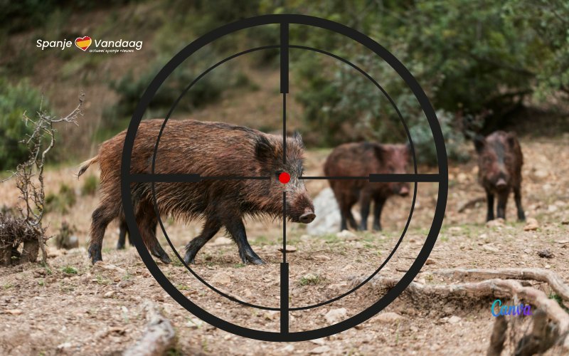 Italië en Portugal weigeren vervuild everzwijnenvlees uit Spanje