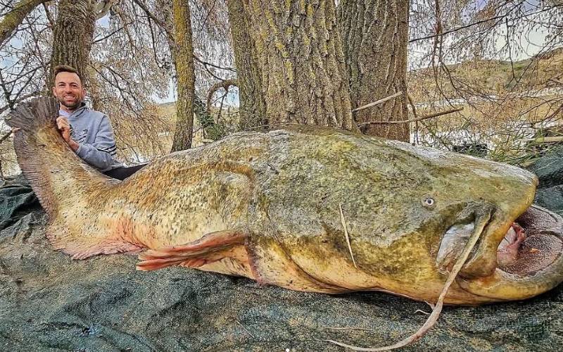 Opnieuw een "riviermonster" van 85 kilo gevangen in de Ebro-rivier in Zaragoza
