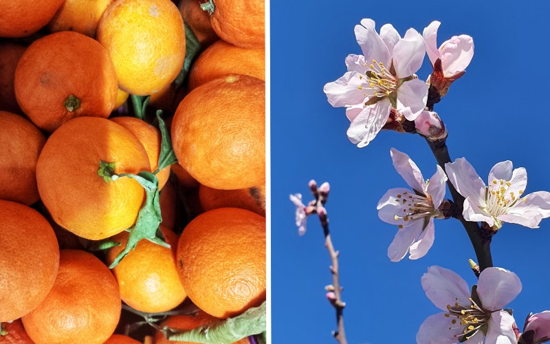 naranjas