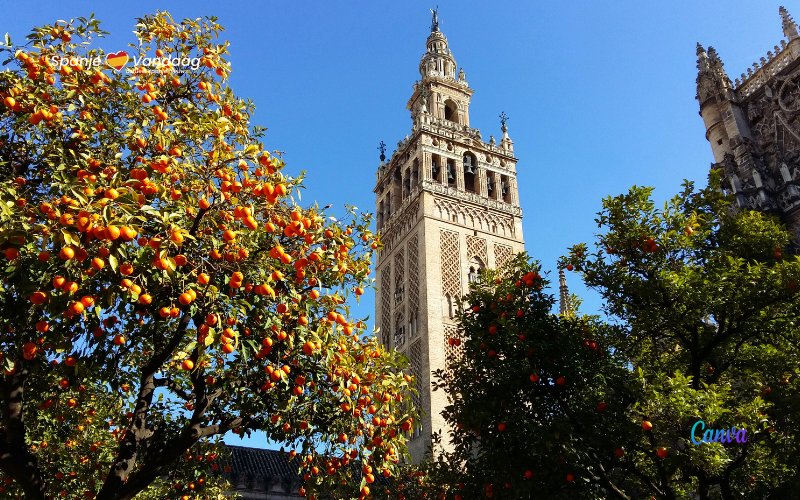 Van bittere sinaasappels tot biogas in Sevilla