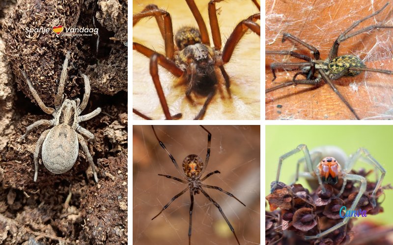 Giftige spinnen in Spanje en wat moet je doen als je gebeten bent